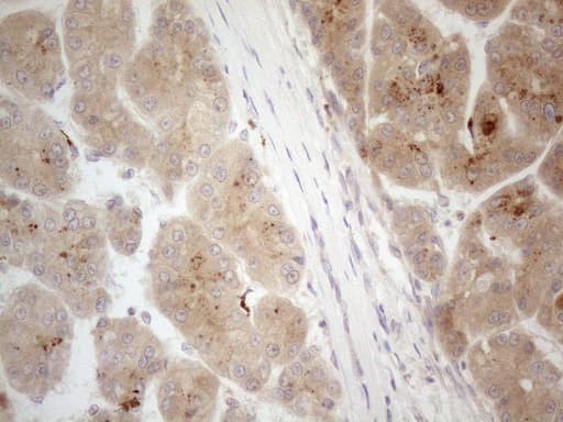 VIP Antibody (clone OTI5B5, Carrier-free)
