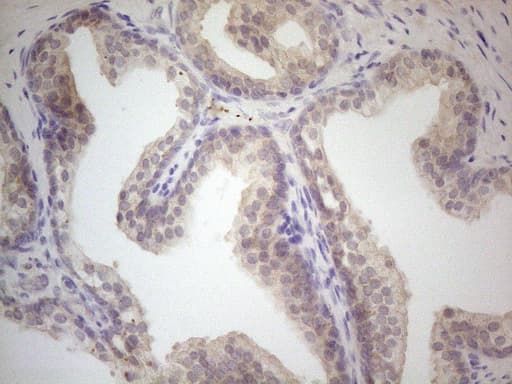 VIP Antibody (clone OTI1C2, Carrier-free)