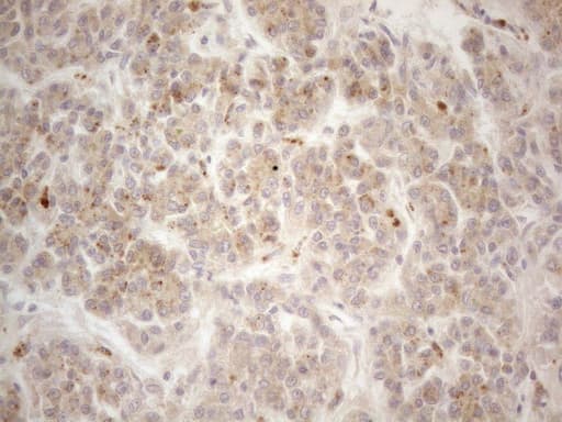 VIP Antibody (clone OTI1C2, Carrier-free)