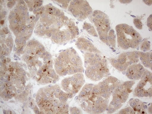 VIP Antibody (clone OTI1C2, Carrier-free)