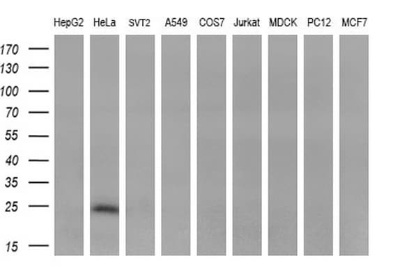Monoclonal Mouse anti-Human CITED1 Antibody (clone OTI4H4, Carrier-free, WB)