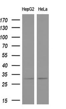 Monoclonal Mouse anti-Human KCNIP2 / KCHIP2 Antibody (clone OTI2D2, Carrier-free, WB)