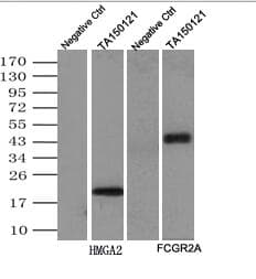 MYC / c-Myc Antibody (aa408-432)