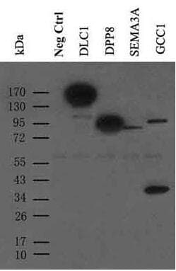 MYC / c-Myc Antibody (aa408-432)
