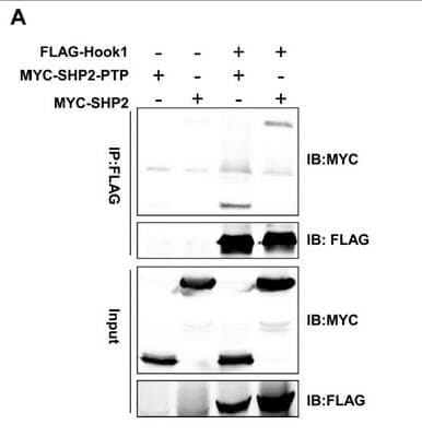 MYC / c-Myc Antibody (aa408-432)