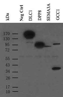 MYC / c-Myc Antibody (aa408-432)