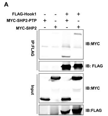 MYC / c-Myc Antibody (aa408-432)