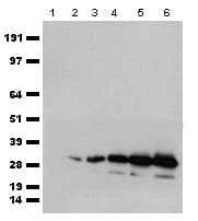 Polyclonal Rabbit mCherry Antibody (WB)