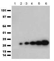 mCherry Antibody
