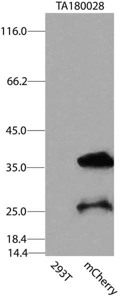 mCherry Antibody