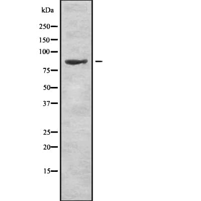 Polyclonal Rabbit anti-Human RXFP1/ LGR7 Antibody (WB)
