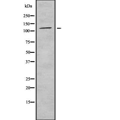 Polyclonal Rabbit anti-Human ICAM3 / CD50 Antibody (IF, WB)