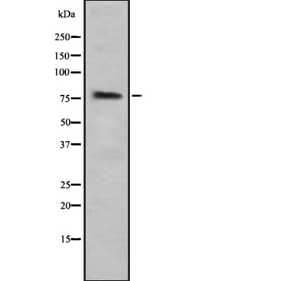 Polyclonal Rabbit anti-Human LF / LTF / Lactoferrin Antibody (WB)