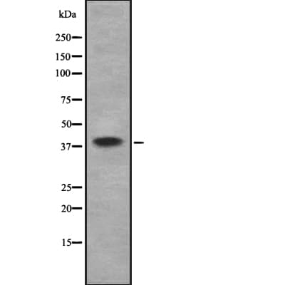 Polyclonal Rabbit anti-Human WNT2 / IRP Antibody (WB)