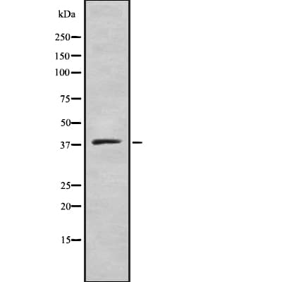 Polyclonal Rabbit anti-Human ELAVL2 / HUB Antibody (IF, WB)