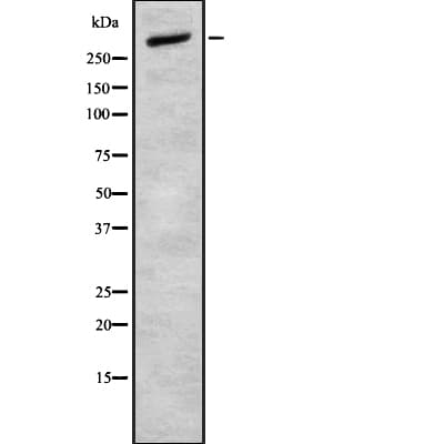 Polyclonal Rabbit anti-Human CELSR2 Antibody (IF, WB)