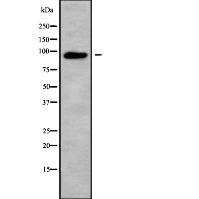 Polyclonal Rabbit anti-Human ICAM5 / ICAM-5 Antibody (IHC, IF, WB)