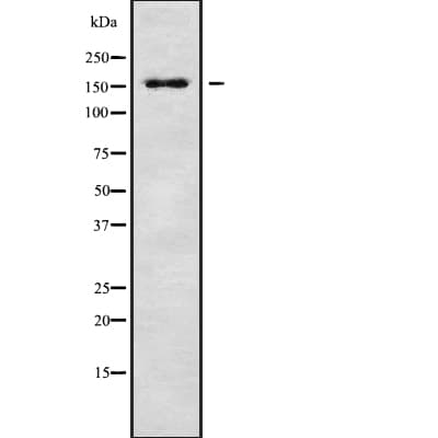 RPAP1 Antibody