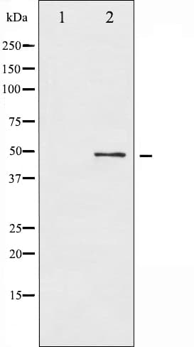 ATF2 Antibody (phospho-Thr71,pThr53)