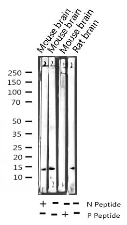Polyclonal Rabbit anti-Human H2AFX / H2AX Antibody (phospho-Ser139, IHC, WB)