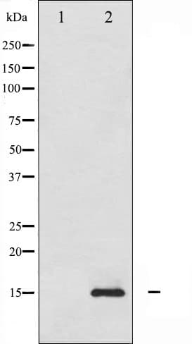 Polyclonal Rabbit anti-Human H2AFX / H2AX Antibody (phospho-Ser139, IHC, WB)