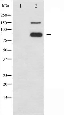 PECAM-1 / CD31 Antibody (phospho-Tyr713)