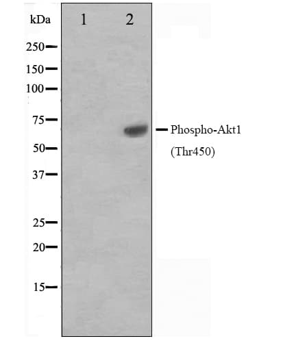 AKT1 Antibody (phospho-Thr450)