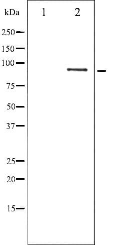 Polyclonal Rabbit anti-Human STAT5B Antibody (phospho-Ser731, IHC, WB)