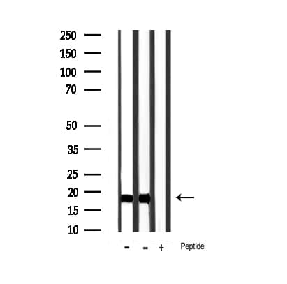 Histone H3 Antibody (Acetyl-Lys9)