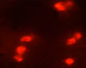 Histone H3 Antibody (Acetyl-Lys9)