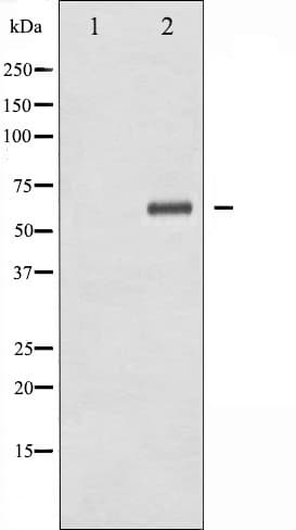 XIAP Antibody (phospho-Ser87)