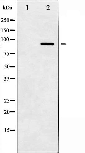 Polyclonal Rabbit anti-Human SP1 Antibody (IHC, IF, WB)
