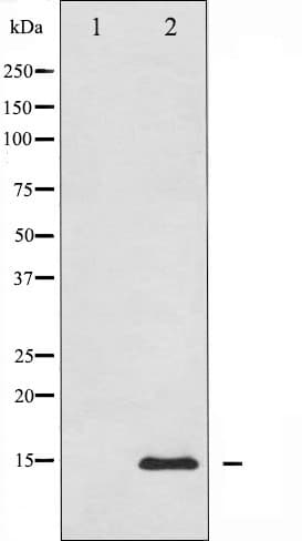 Polyclonal Rabbit anti-Human H2AFX / H2AX Antibody (IHC, WB)