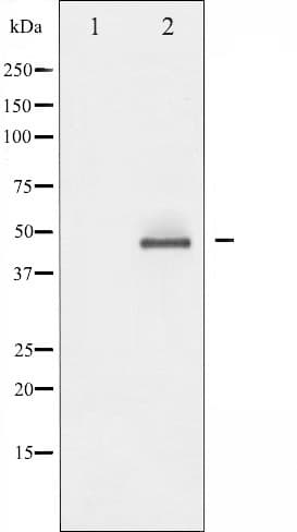 Polyclonal Rabbit anti-Human CREB1 / CREB Antibody (IHC, IF, WB)