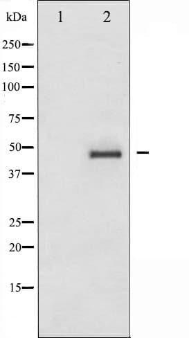 Polyclonal Rabbit anti-Human CRK Antibody (IHC, IF, WB)