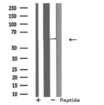 Anopheles gambiae GPROPDR Antibody