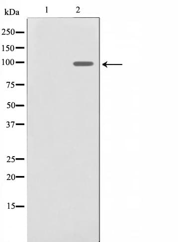 Polyclonal Rabbit anti-Human NFE2L2 / NRF2 Antibody (IHC, IF, WB)