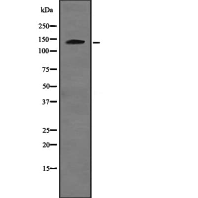 USP48 Antibody