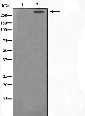 Polyclonal Rabbit anti-Human PRKDC / DNA-PKcs Antibody (IHC, IF, WB)