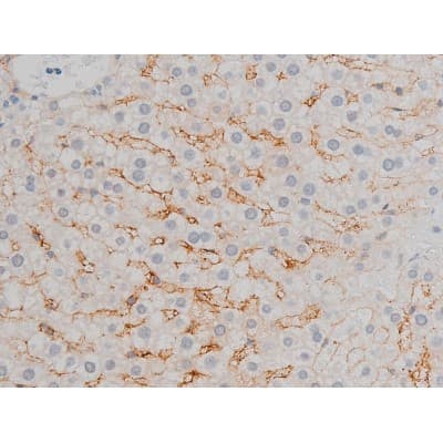 ATF2 Antibody (phospho-Thr71,pThr53)
