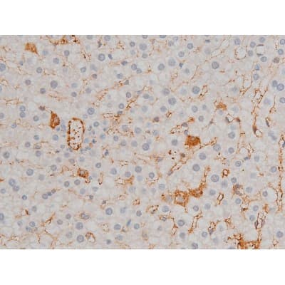 ATF2 Antibody (phospho-Thr71,pThr53)