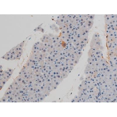 Polyclonal Rabbit anti-Human H2AFX / H2AX Antibody (phospho-Ser139, IHC, WB)