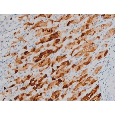 Polyclonal Rabbit anti-Human H2AFX / H2AX Antibody (phospho-Ser139, IHC, WB)