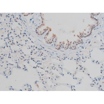 Polyclonal Rabbit anti-Human H2AFX / H2AX Antibody (phospho-Ser139, IHC, WB)
