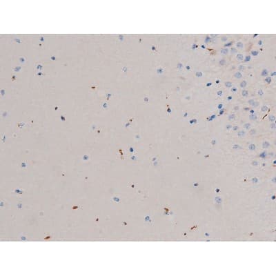 CDC25A Antibody (phospho-Thr507)