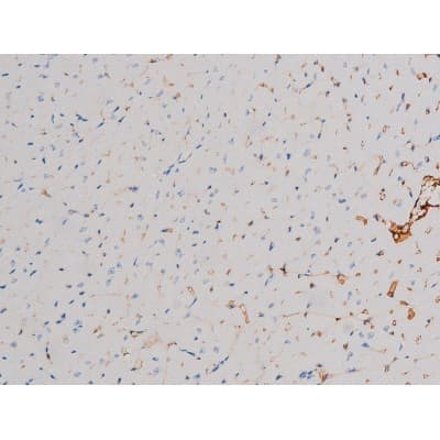 CDC25A Antibody (phospho-Thr507)