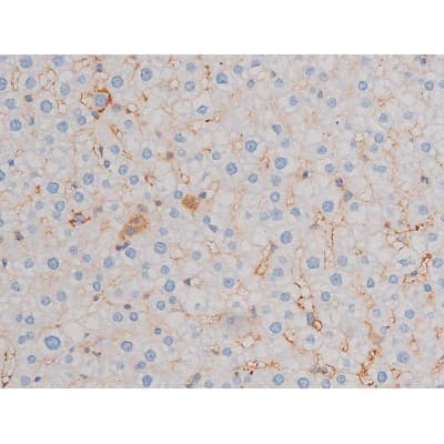 CDC25A Antibody (phospho-Thr507)
