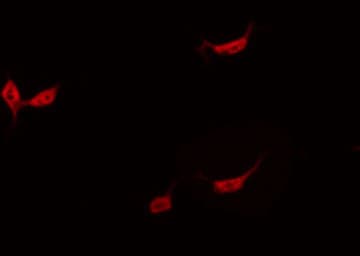 CDC25A Antibody (phospho-Thr507)