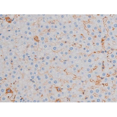 AKT1 Antibody (phospho-Thr450)