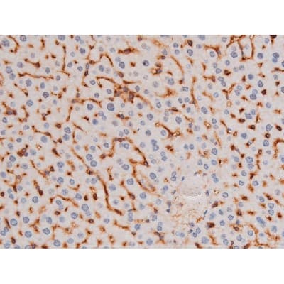 Polyclonal Rabbit anti-Human IRS1 Antibody (phospho-Ser636, IHC, IF, WB)